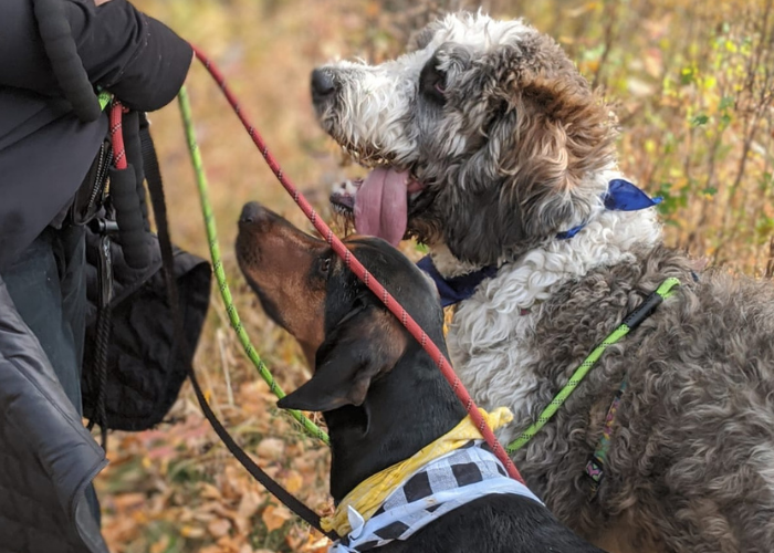 Callingwood dog park Edmonton