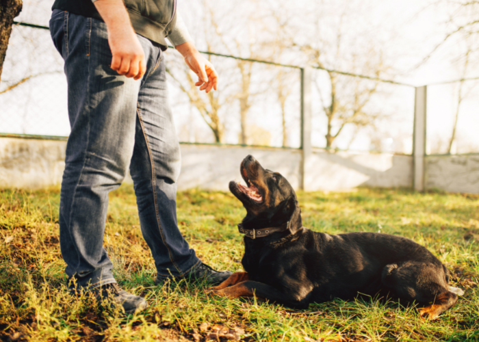 Dog Training