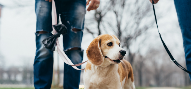 Dog Leash Training