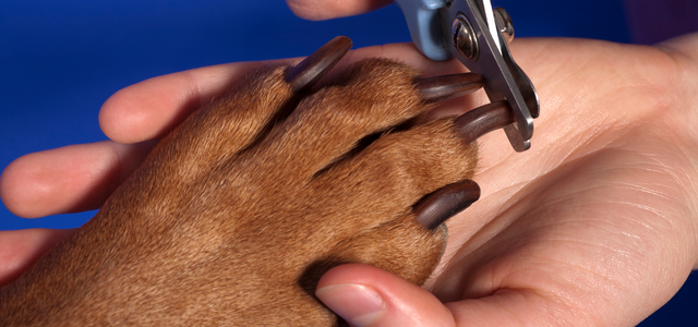 Dog Nail Trimming Edmonton