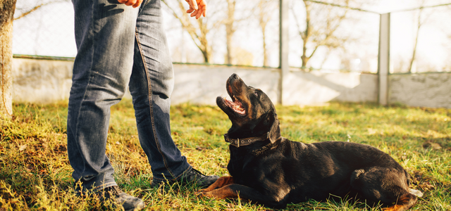 Dog trainer Edmonton