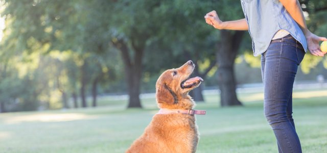 Dog training in Edmonton