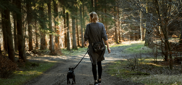 Dog Training Outdoors