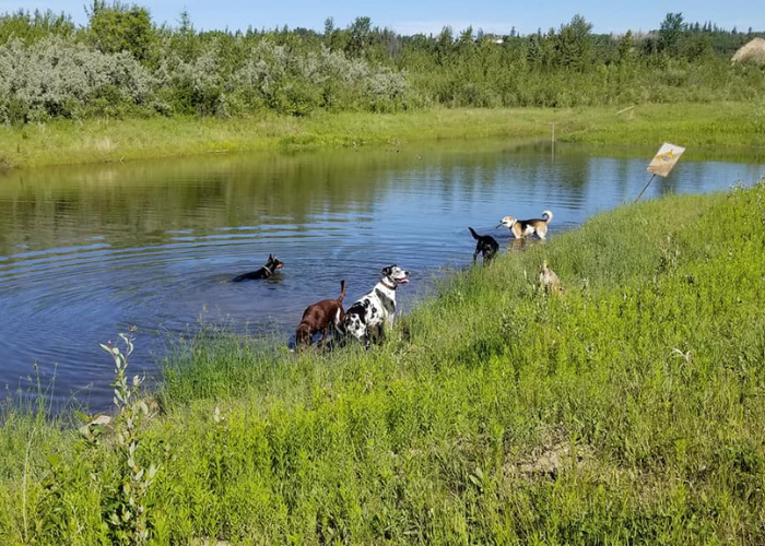 dog walker Dan Meyer The Leash Team