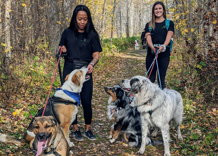 Dog walker top 8 dog trails