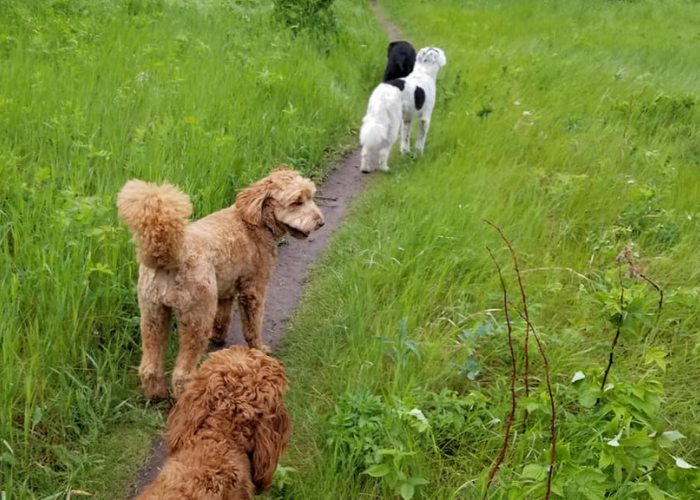 dog walker Edmonton Parks