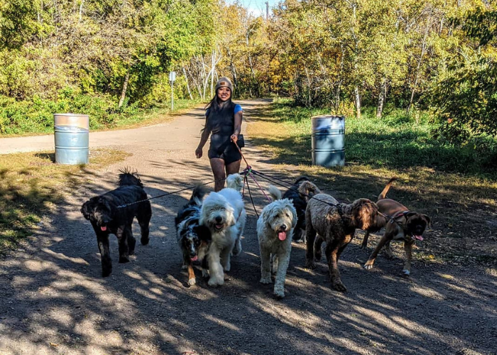 Dog walks Edmonton Sir Wilfred Laurier Park