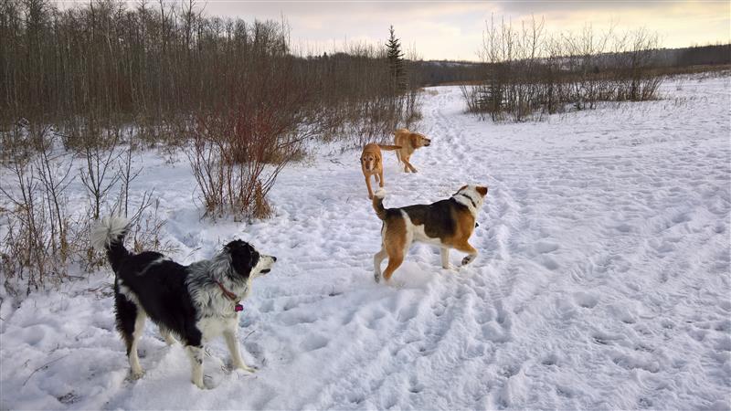 The Importance of Dog Socialization and Exercise
