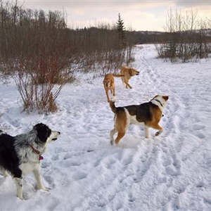 The Importance of Dog Socialization and Exercise