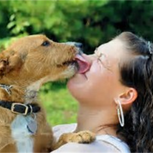 7 Reasons Why Dogs Lick Humans