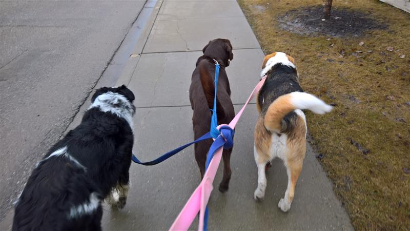 So You Want to be a Dog Walker