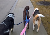So You Want to be a Dog Walker