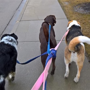 So You Want to be a Dog Walker