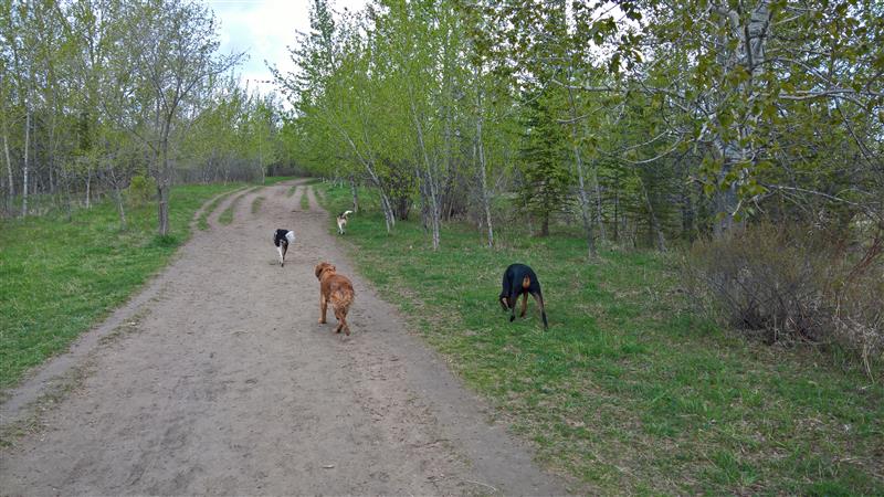 Benefits of Being Off Leash
