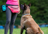 Dog Behaviour and Training: How to Train a Dog Not to Jump on You or Others