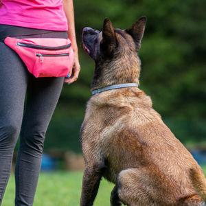 Dog Behaviour and Training: How to Train a Dog Not to Jump on You or Others