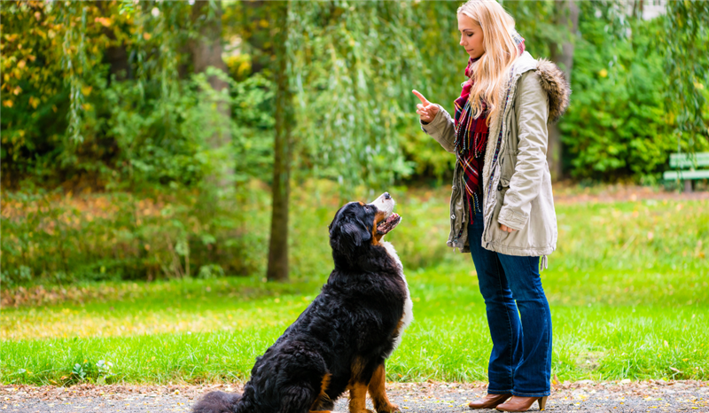 Positive Reinforcement Dog Training: Training Your Dog To Make Good Choices