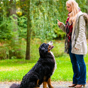 Positive Reinforcement Dog Training: Training Your Dog To Make Good Choices