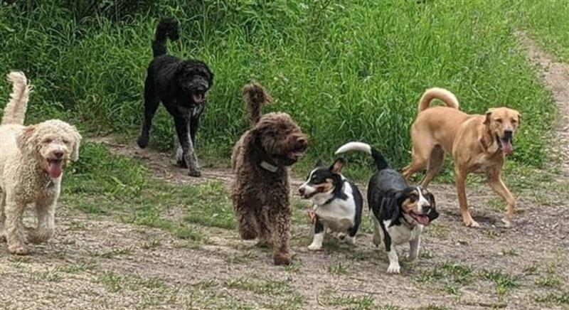 Dog Walking Edmonton