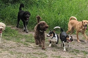 Dog Walking Edmonton