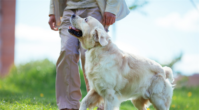 Private Dog Training