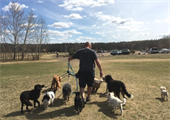 Our Top 8 Dog Walking Trails In The Edmonton Area