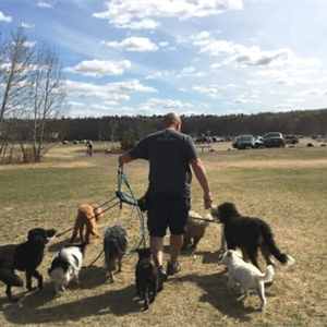 Our Top 8 Dog Walking Trails In The Edmonton Area