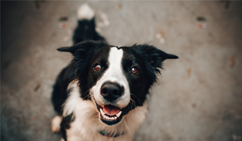 Probiotics for Dogs: How Your Dog Could Benefit