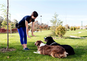 Successful Dog Training Edmonton: A Beginner’s Guide to Raising a Well-Behaved and Happy Dog