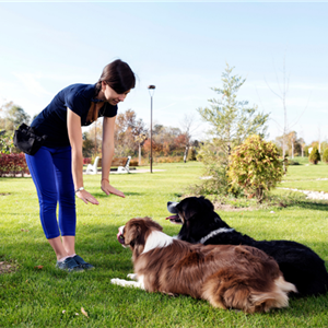 Successful Dog Training Edmonton: A Beginner’s Guide to Raising a Well-Behaved and Happy Dog