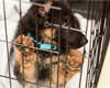 Puppy Crate Training: The Value of Force Free Training