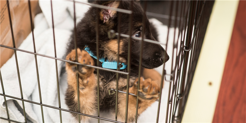 Puppy Crate Training: The Value of Force Free Training