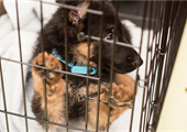 Puppy Crate Training: The Value of Force Free Training