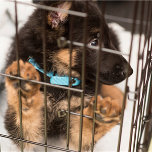 Puppy Crate Training: The Value of Force Free Training