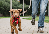 Dog Training in Edmonton? We Can Help.