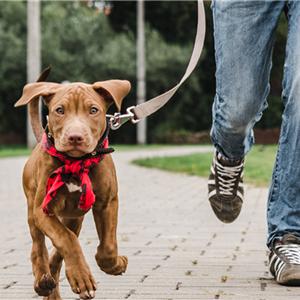 Dog Training in Edmonton? We Can Help.