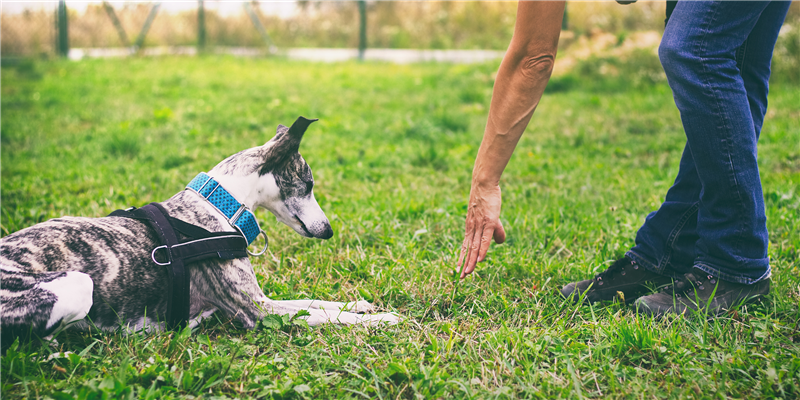 Dog Obedience Training Edmonton: Methods to Solve Behavioural Issues