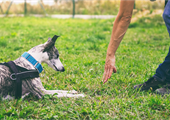 Dog Obedience Training Edmonton: Methods to Solve Behavioural Issues