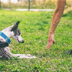 Dog Obedience Training Edmonton: Methods to Solve Behavioural Issues