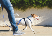 Puppy Training in Edmonton: How To Leash Train Your Puppy