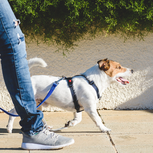 Puppy Training in Edmonton: How To Leash Train Your Puppy