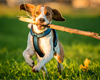 Make Dog Training Easier by Properly Exercsing Your Dog
