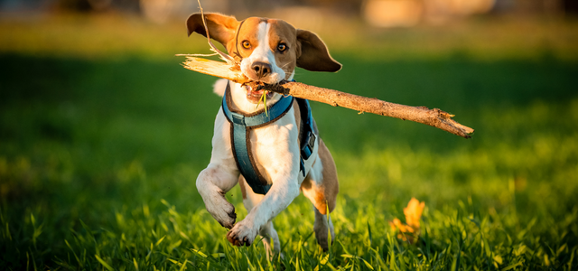 Make Dog Training Easier by Properly Exercsing Your Dog