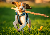 Make Dog Training Easier by Properly Exercsing Your Dog