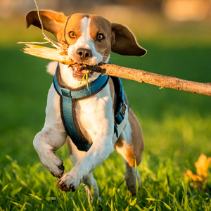 Make Dog Training Easier by Properly Exercsing Your Dog