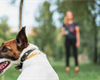 Dog Training Made Simple: How To Easily and Effectively Train Your Dog