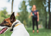 Dog Training Made Simple: How To Easily and Effectively Train Your Dog