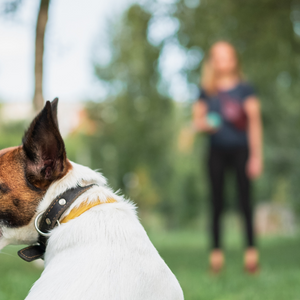 Dog Training Made Simple: How To Easily and Effectively Train Your Dog
