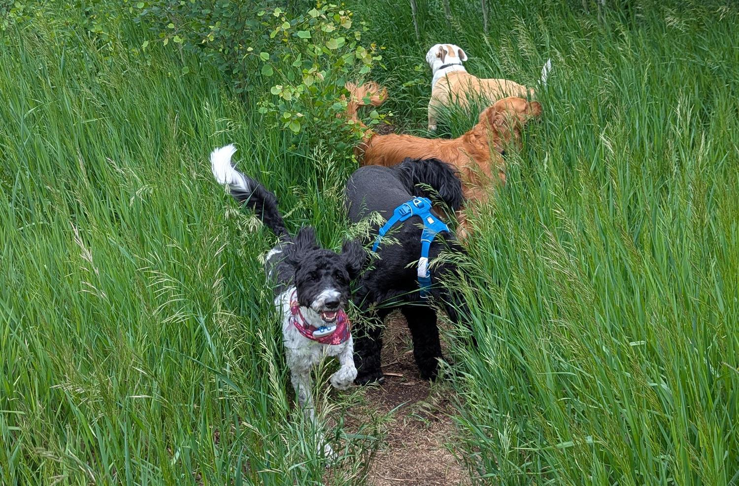 2026 Safety Changes to The Leash Team Group Walks