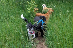 2026 Safety Changes to The Leash Team Group Walks